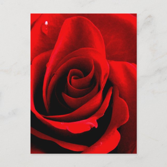 Cartão Postal Coração de um Rosa (Frente)