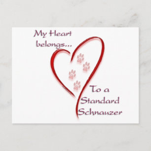 Cartão Postal Coração Standard Schnauzer Pertence