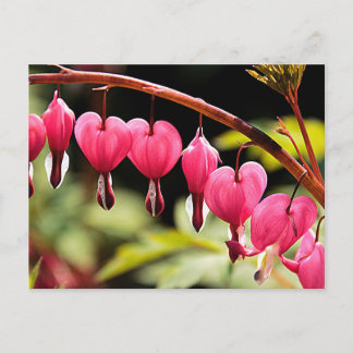 Cartão Postal Corações delicados à espera