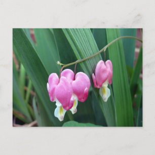 Cartão Postal Corações Sangrentos