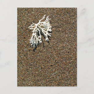Cartão Postal Coral