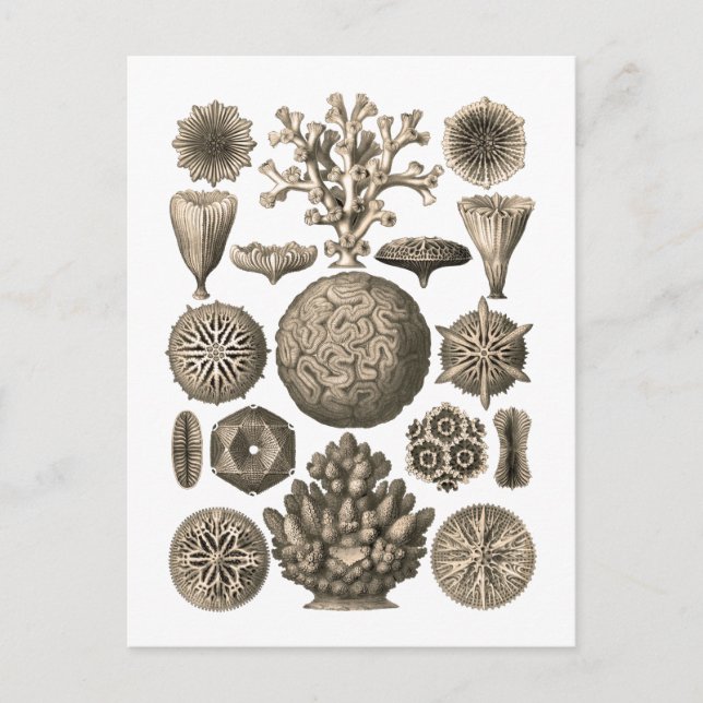 Cartão Postal Coral (Frente)