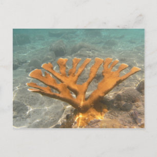 Cartão Postal Coral alaranjado