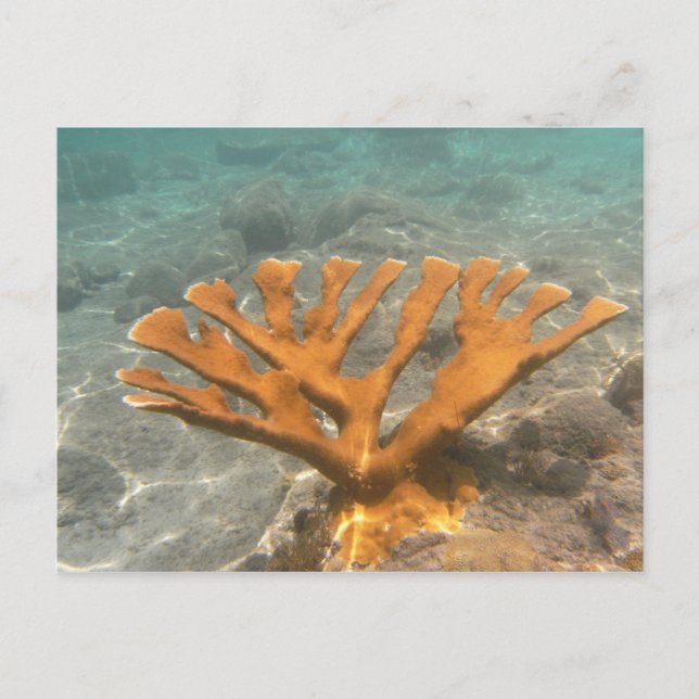 Cartão Postal Coral alaranjado (Frente)