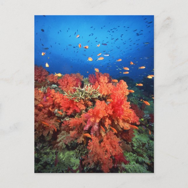 Cartão Postal Coral and fish (Frente)