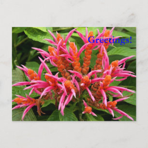 Cartão postal Coral Aphelandra