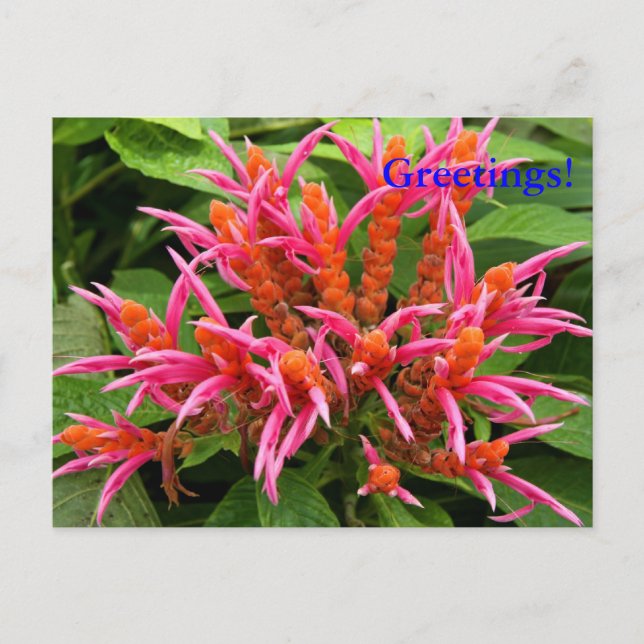 Cartão postal Coral Aphelandra (Frente)