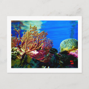 Cartão Postal Coral Brilhante