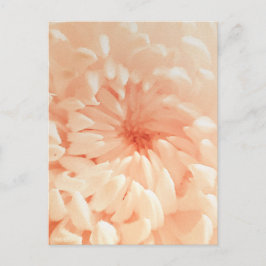 Cartão Postal Coral Chrysanthemum