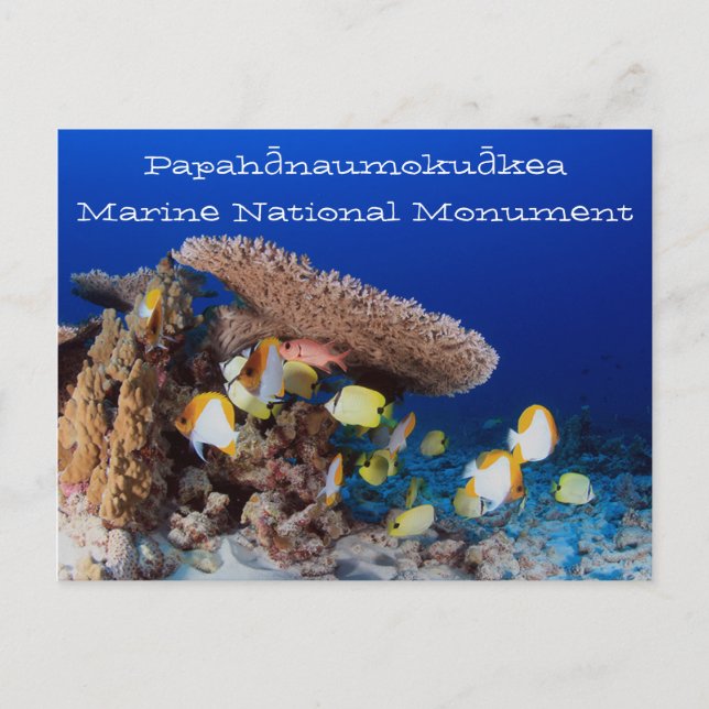 Cartão Postal Coral e Peixes, Pérolas e Hermes Atoll (Frente)