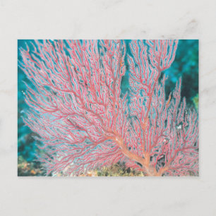 Cartão Postal Coral Gorgoniano 3