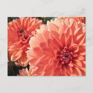 Cartão Postal Coral Orange Dahlia