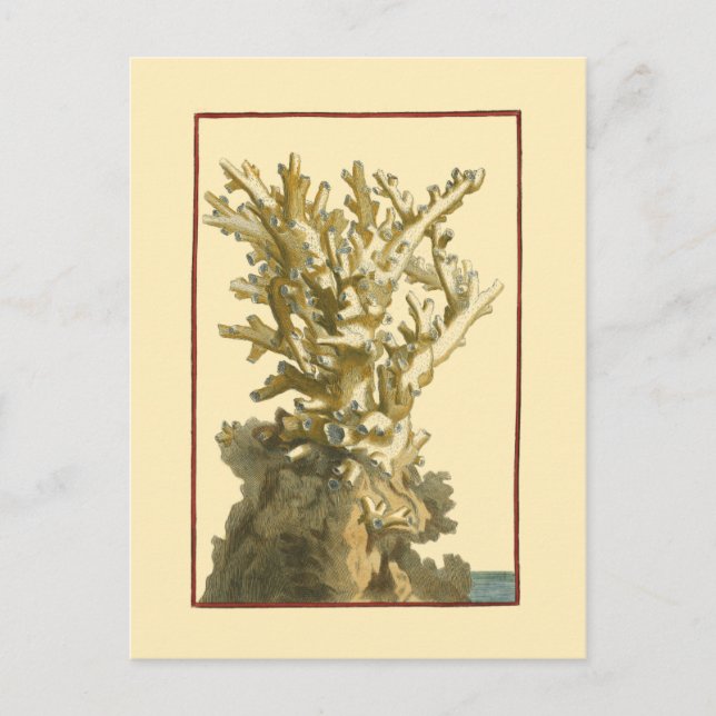 Cartão Postal Coral pelo mar (Frente)