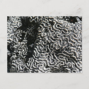 Cartão Postal Coral Preto e Branco I Foto Abstrata da Natureza