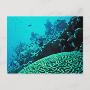 Cartão Postal Coral Reef