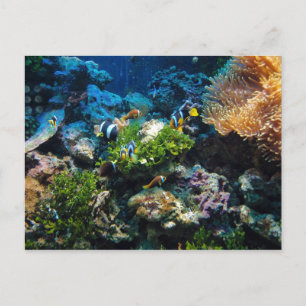Cartão postal Coral Reef