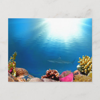 Cartão Postal Coral Reef & Shark