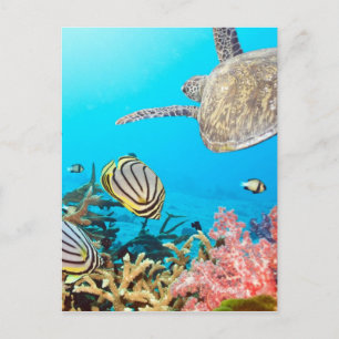 Cartão Postal Coral Reef Turtle Naturescape