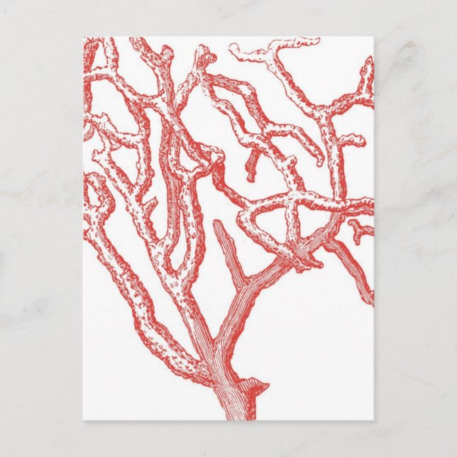 Cartão Postal Coral Vermelho (Frente)