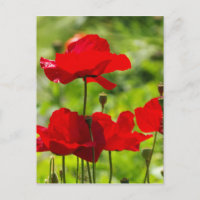 corb poppy