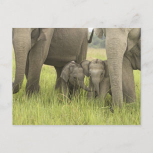 Cartão Postal Corbett National Park, Uttaranchal, India.
