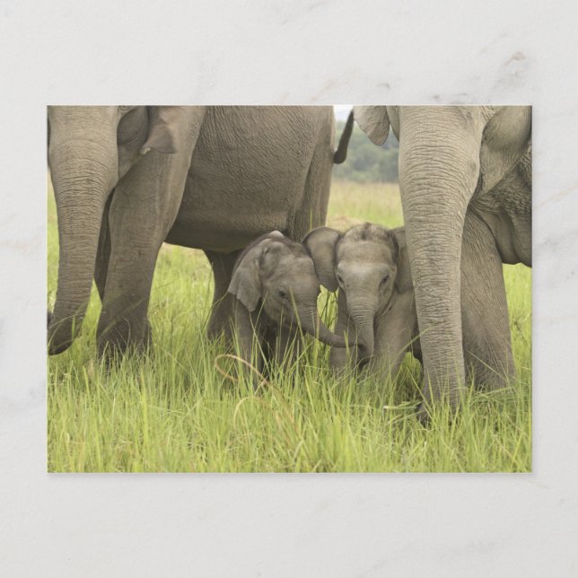 Cartão Postal Corbett National Park, Uttaranchal, India. (Frente)