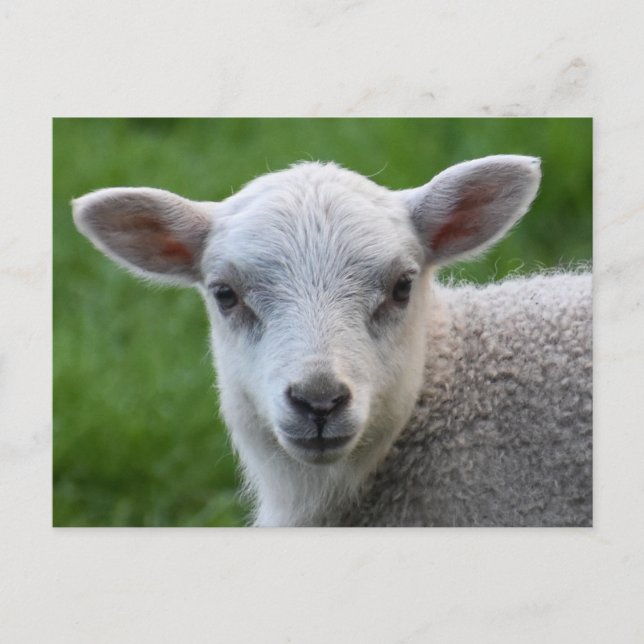 Cartão Postal Cordeiro  (Frente)