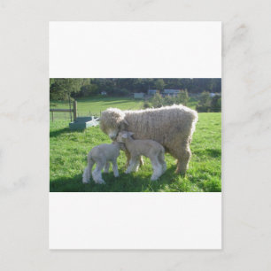CARTÃO POSTAL CORDEIRO PEQUENO