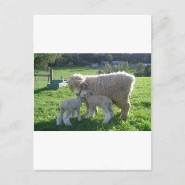 CARTÃO POSTAL CORDEIRO PEQUENO (Frente)