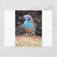 Cordon Bleu Finch