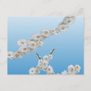 Cartão Postal Coreia Cherry Blossoms White