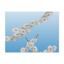 Coreia Cherry Blossoms White