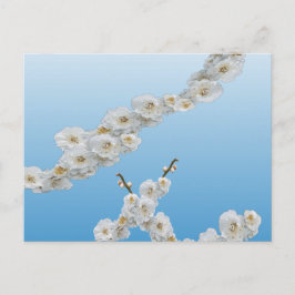 Cartão Postal Coreia Cherry Blossoms White