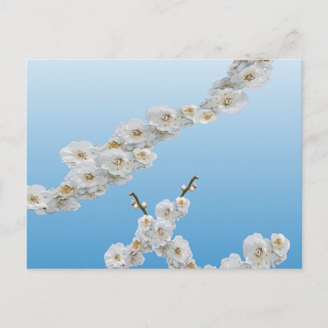 Cartão Postal Coreia Cherry Blossoms White (Frente)