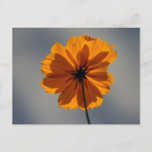 Cartão Postal Coreopsis