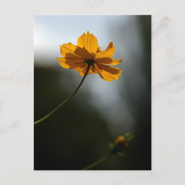 Cartão Postal Coreopsis (Frente)