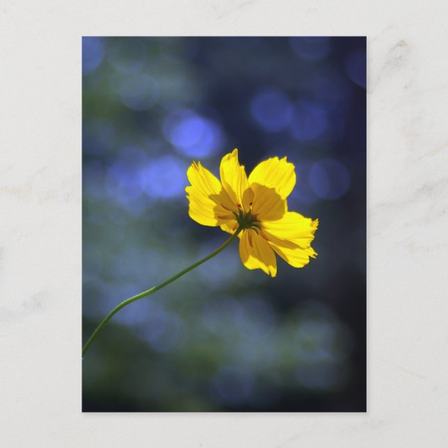 Cartão postal Coreopsis (Frente)