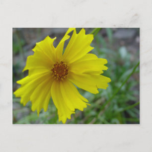 Cartão Postal Coreopsis