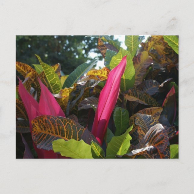 Cartão Postal Cores de Burocracia, México (Frente)