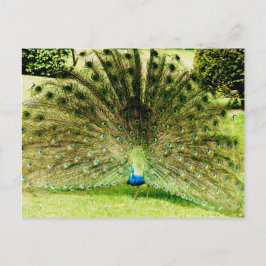 Cartão Postal Cores de Exibição de Peacock