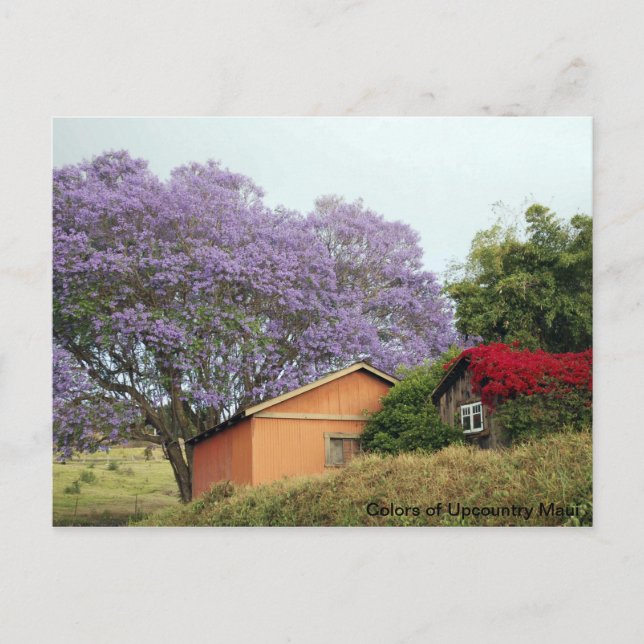 Cartão Postal Cores de Maui do País Superior (Frente)