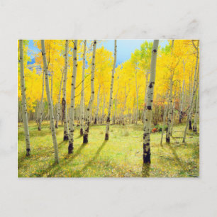 Cartão Postal Cores de outono das árvores Aspen 4