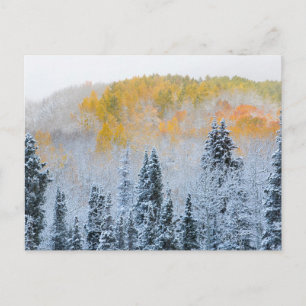Cartão Postal Cores de Outono de Aspens & Neve Fresca Keebler Pa