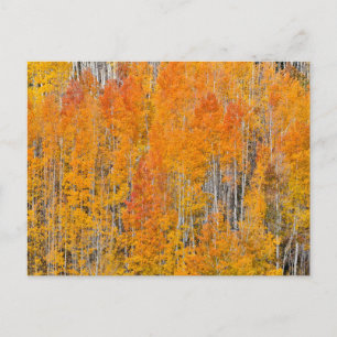 Cartão Postal Cores de outono em Aspen Groves