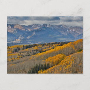Cartão Postal Cores de outono em Aspen Groves