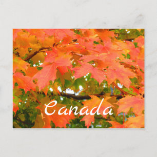 Cartão Postal Cores de Outono Folhas Árvore de Bordo Canadá