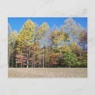 Cartão Postal Cores de queda