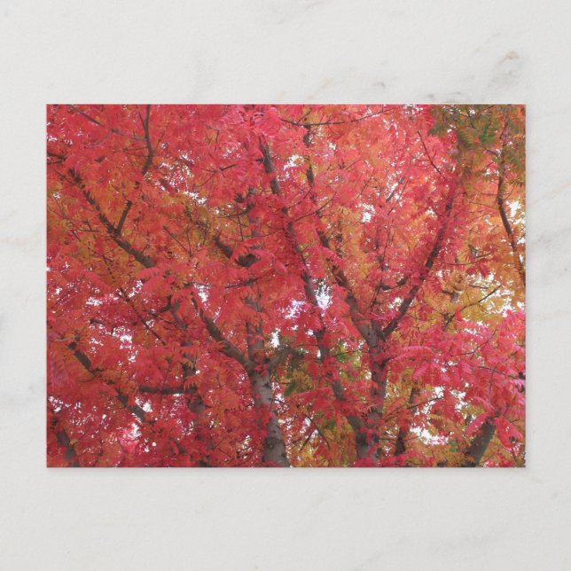 Cartão Postal Cores de queda em Napa, Califórnia (Frente)