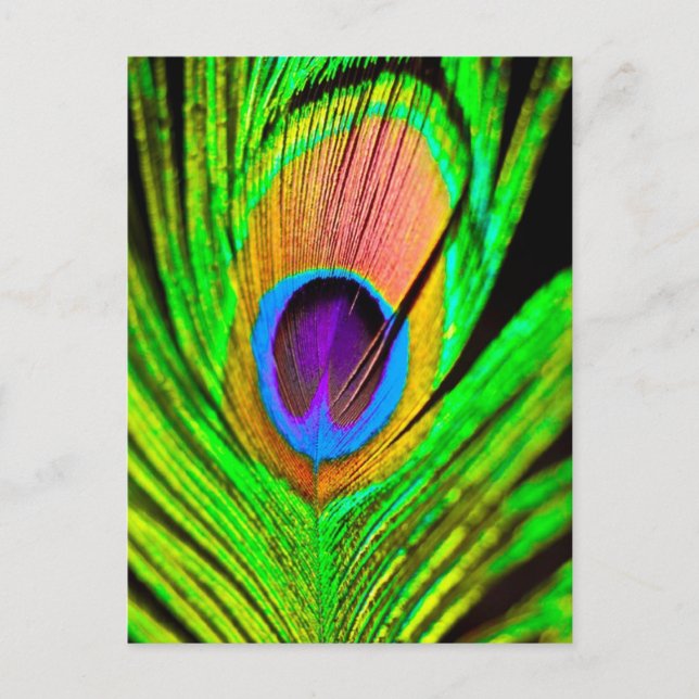Cartão Postal Cores Neon Pena de Pavão (Frente)