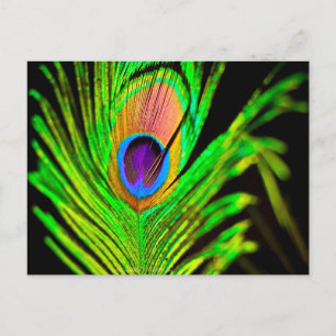 Cartão Postal Cores Neonais Pena de Pavão